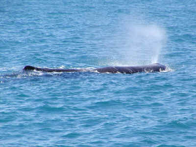 潮を吹くマッコウクジラ
