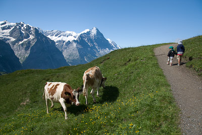 ハイキングルートと牛