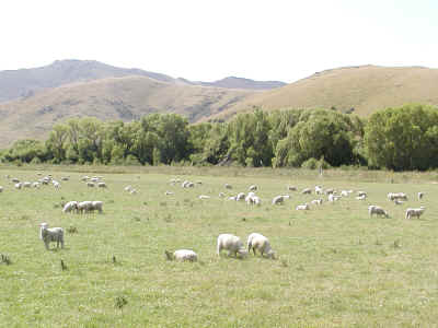 テアナウに向かう途中の羊