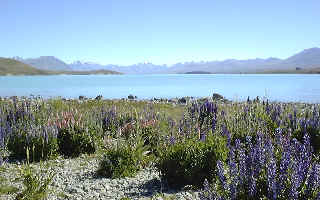 写真:ニュージーランド・湖と氷河そして山と海(1999年12月）