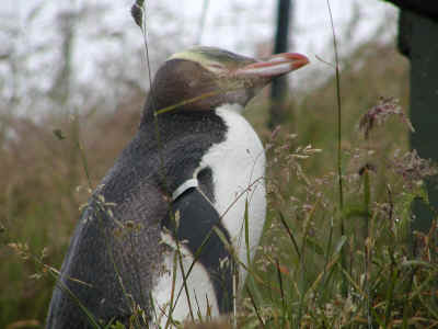 写真:オタゴ半島のイエローアイドペンギン
