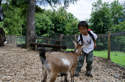 写真:バレンベルグ野外博物館2～ヤギと公園