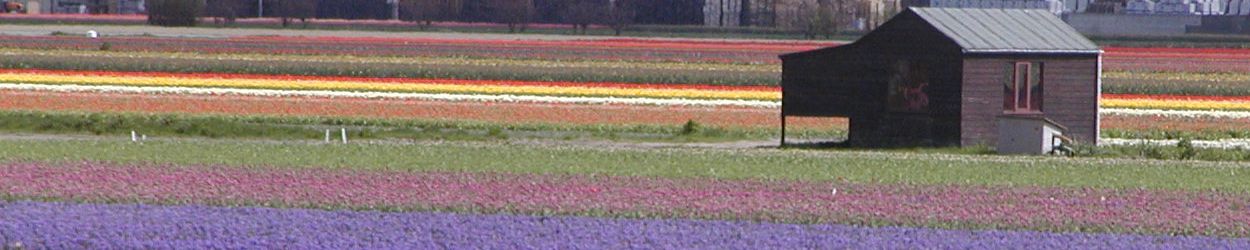 写真:オランダ・花と美術と運河を巡る(2001年5月 )